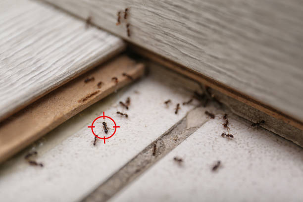 Best Residential Pest Control  in Bay Village, OH